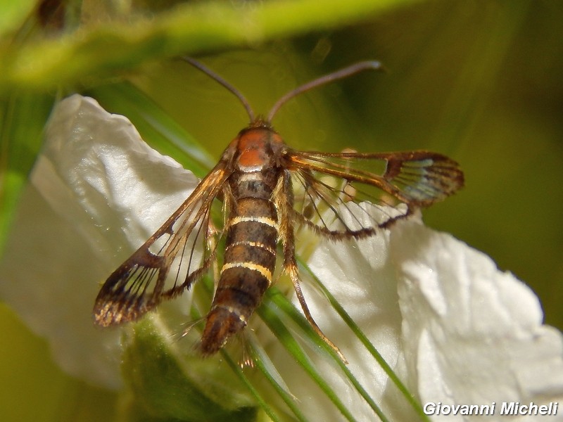 Sesiidae: Pyropteron chrysidiforme